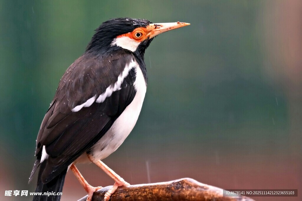 黑白相间的鸟栖息枝头
