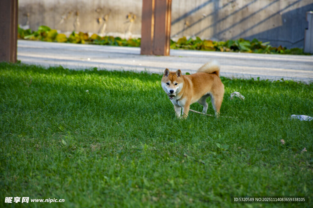 草地上的可爱小狗