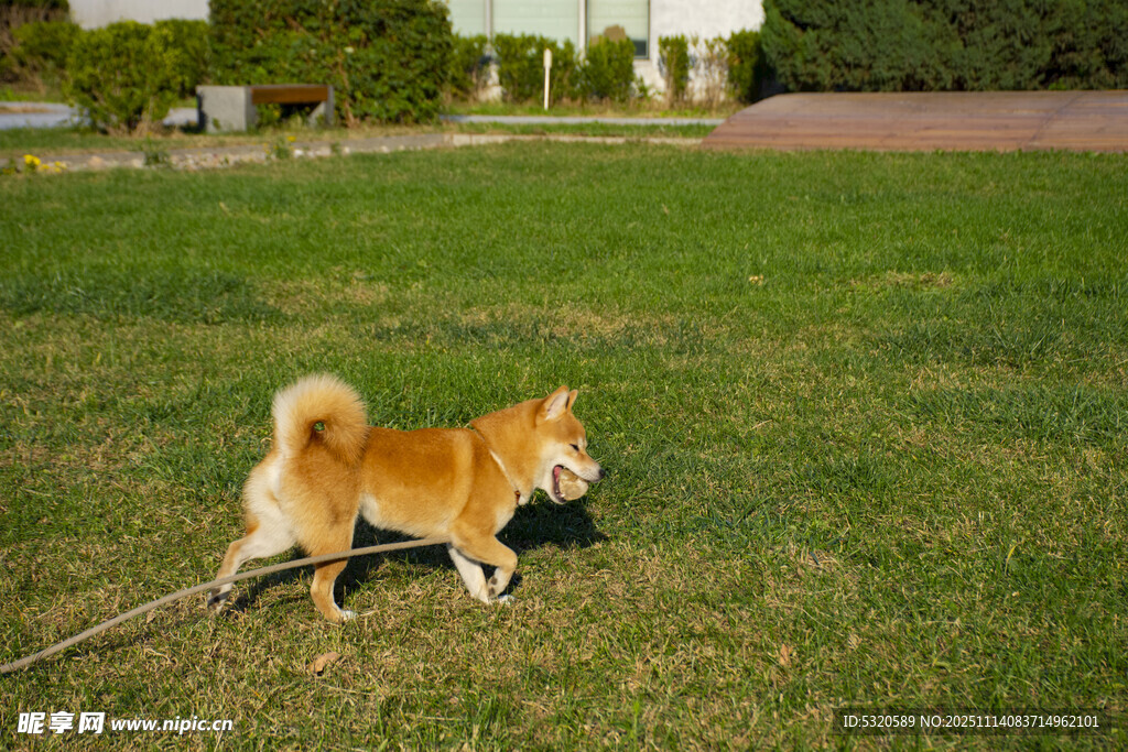 草地上的可爱柴犬
