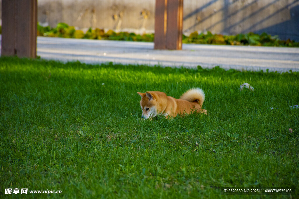 草地上玩耍的可爱小狗