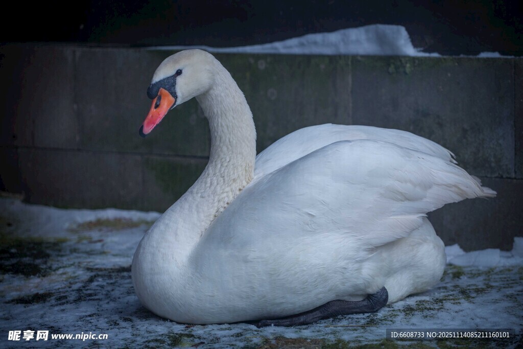雪地中休憩的优雅白天鹅