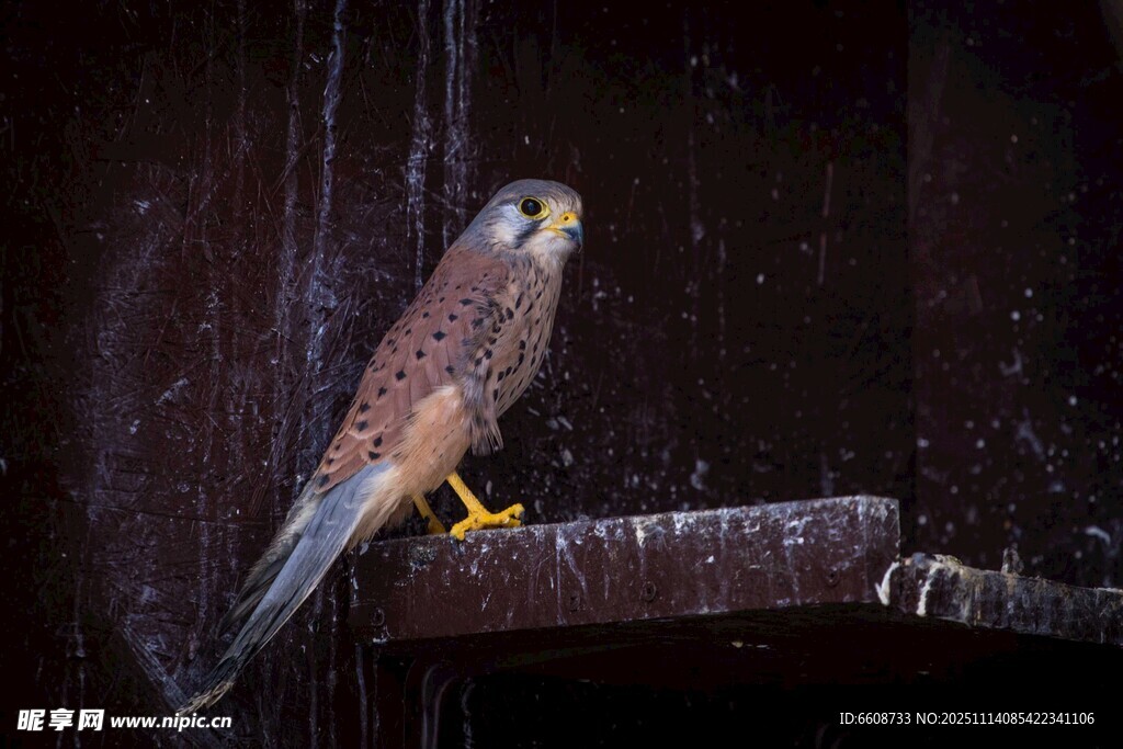 栖息于枝头的美丽猎隼