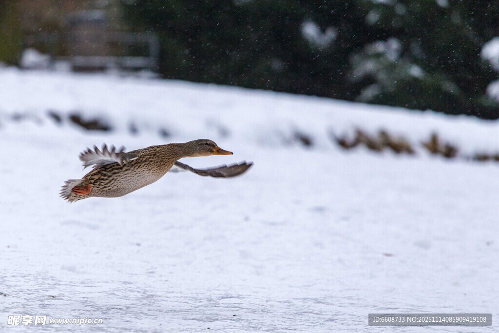 雪地上飞翔的小鸟