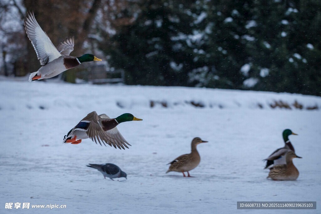 雪地野鸭与飞鸟