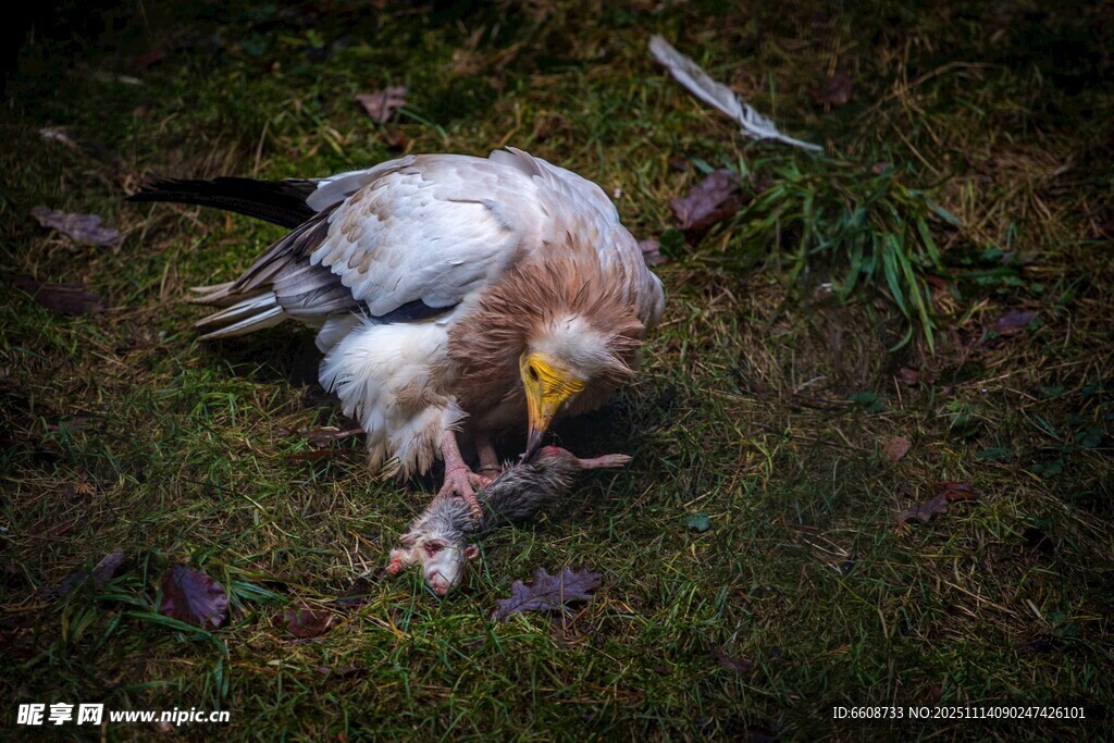 秃鹫低头啄食地面猎物