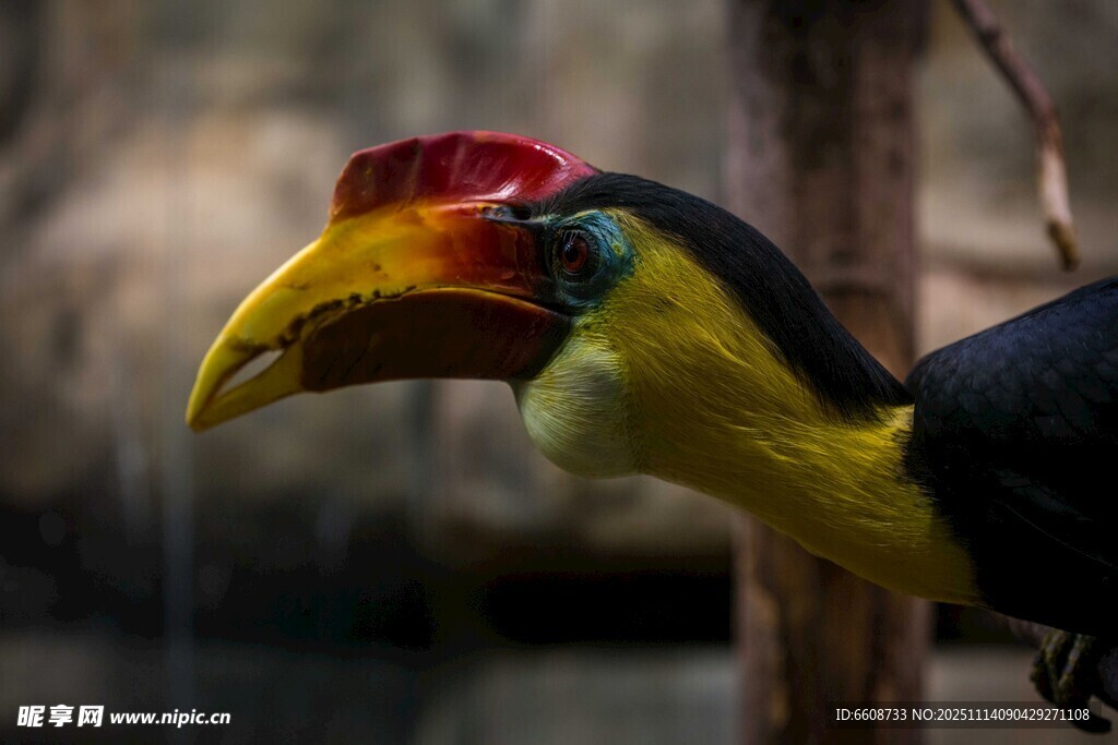 多彩巨嘴鸟特写