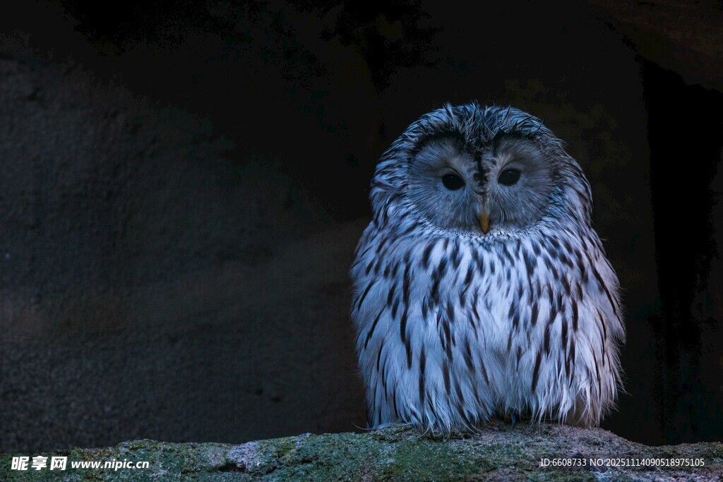 栖息的长尾林鸮
