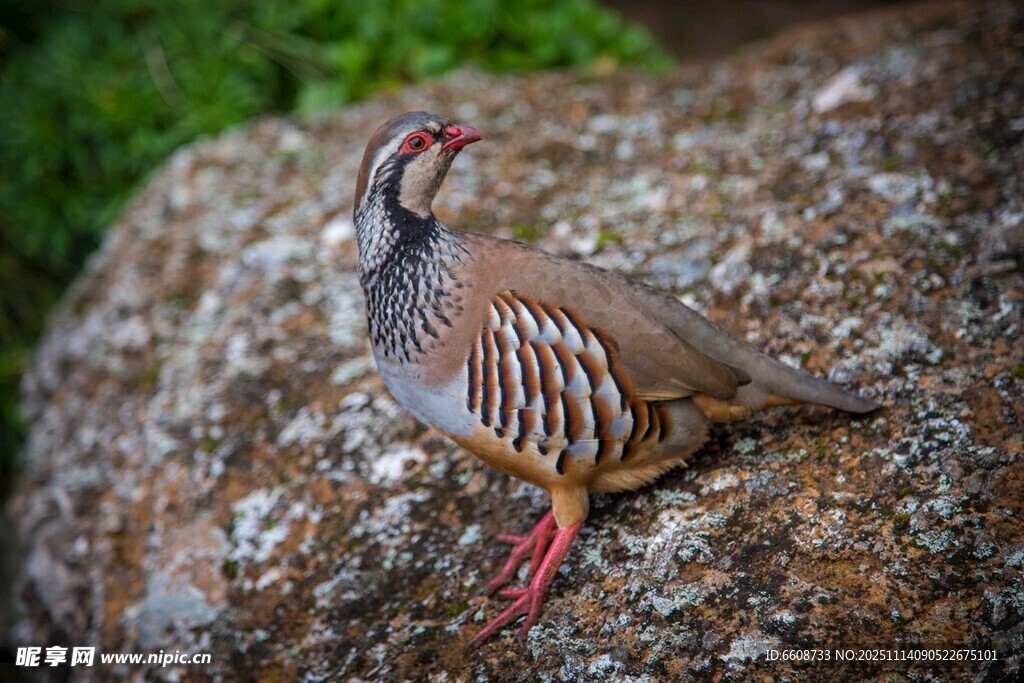 岩石上的美丽野生鹌鹑