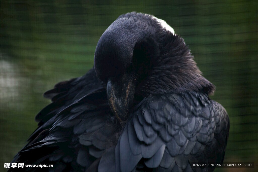 黑鸟低头理羽瞬间