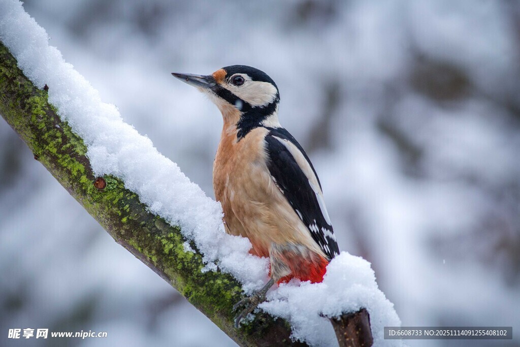 雪枝上的啄木鸟