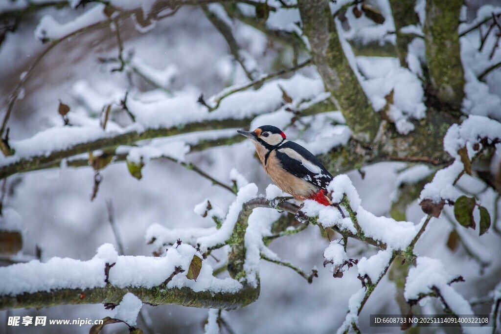 雪枝上的五彩小鸟