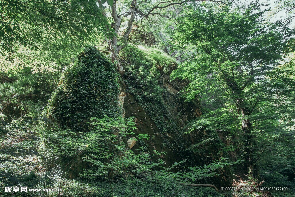 茂密丛林绿意盎然