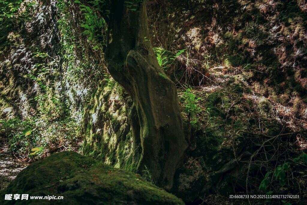 森林中长满苔藓的古老树干