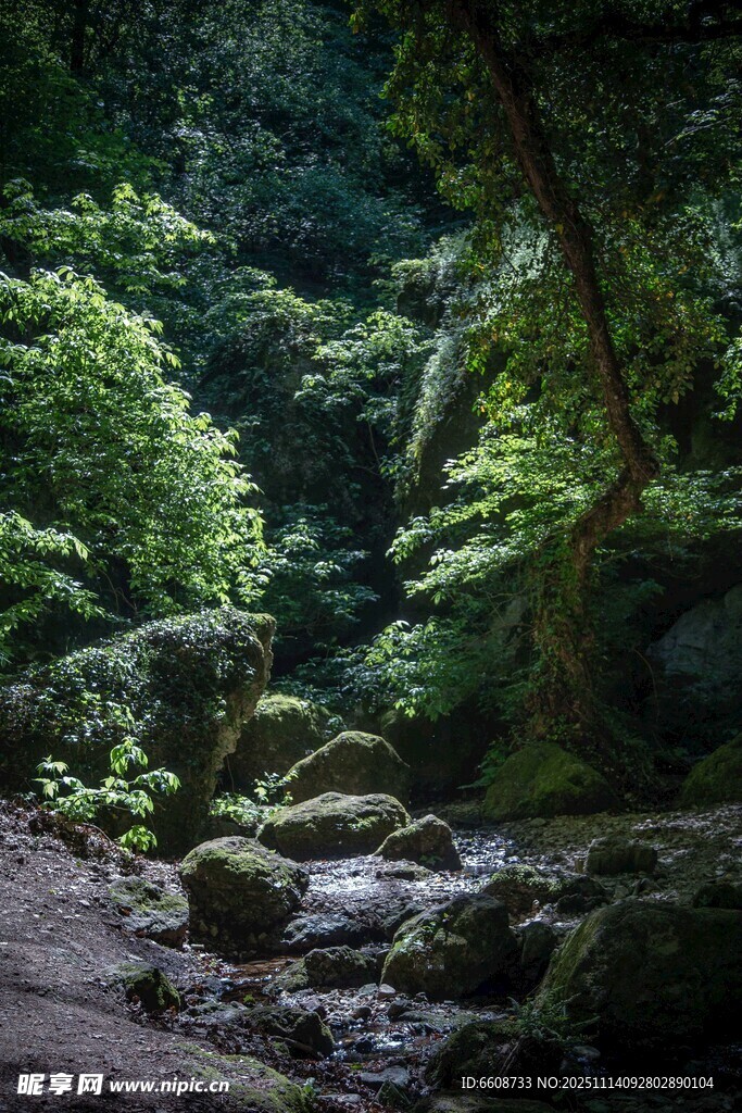 茂密丛林中的溪流景观