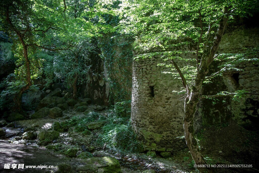 幽谧森林中的自然景致