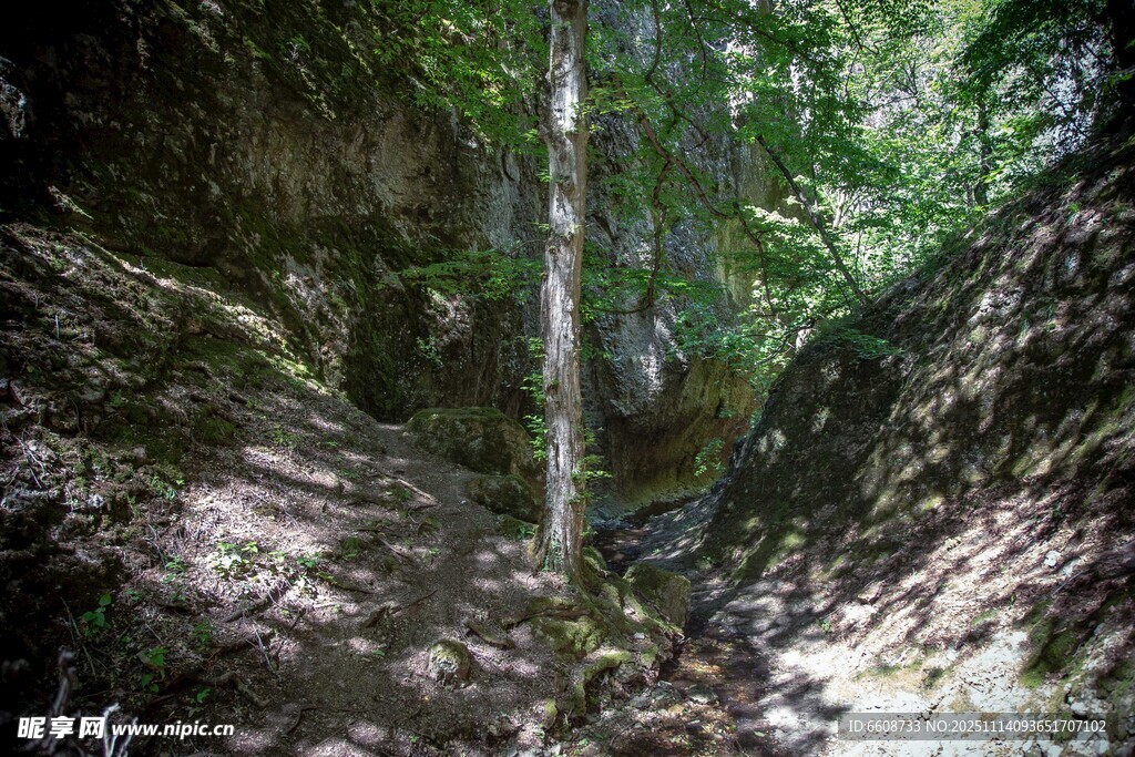 山间幽径林木葱茏的景致