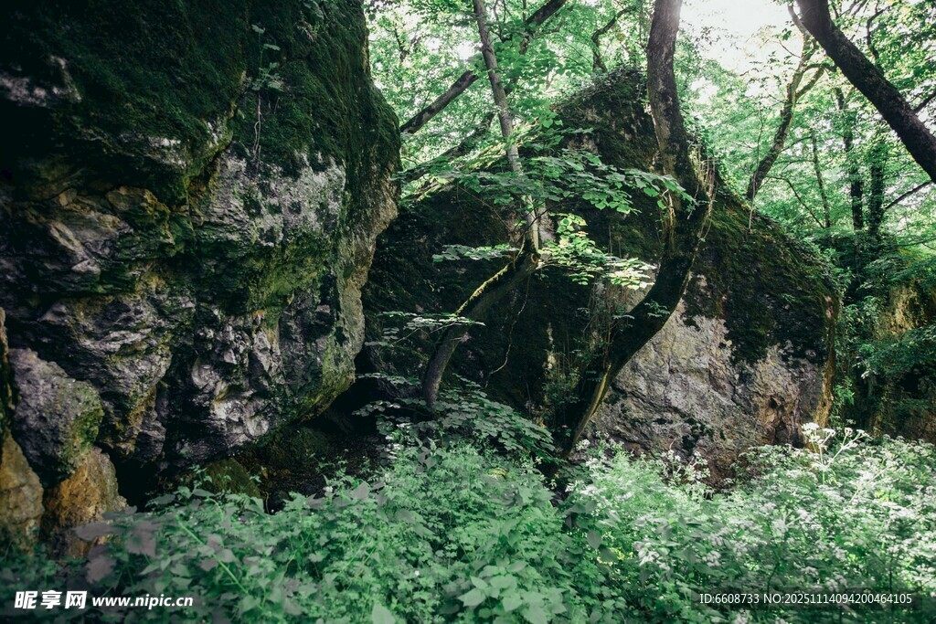 森林中的奇幻老树与绿植