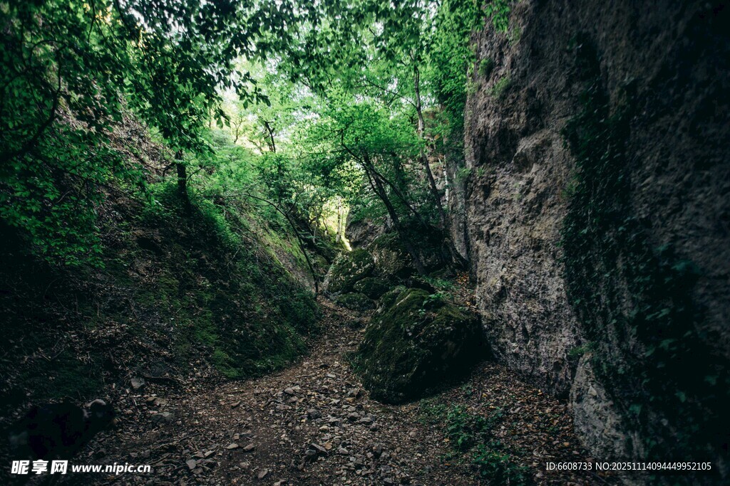 幽静山林中的岩石小道