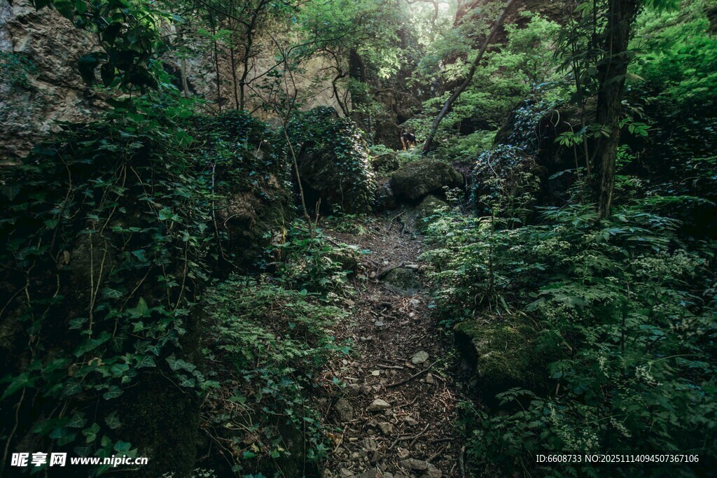 幽静山林中的隐秘小径