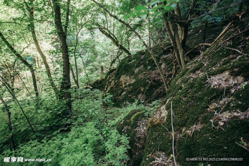 山林间的繁茂绿意