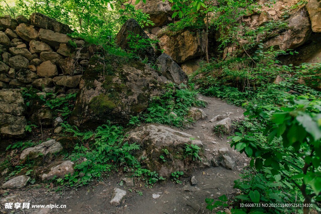 石缝间的盎然绿意