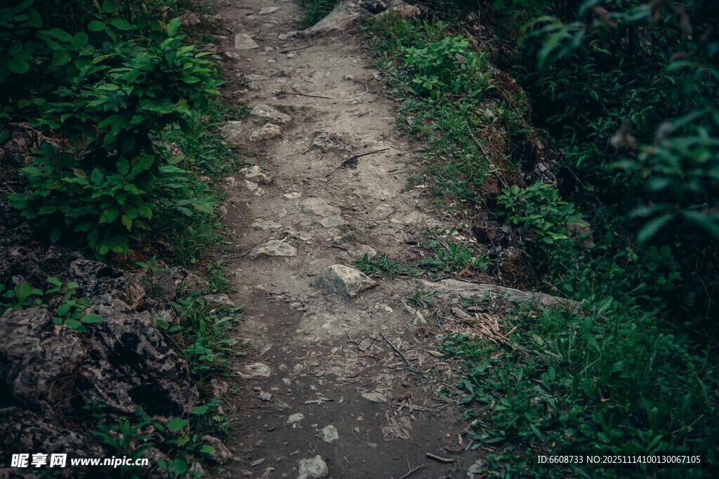 林间小径绿意环绕