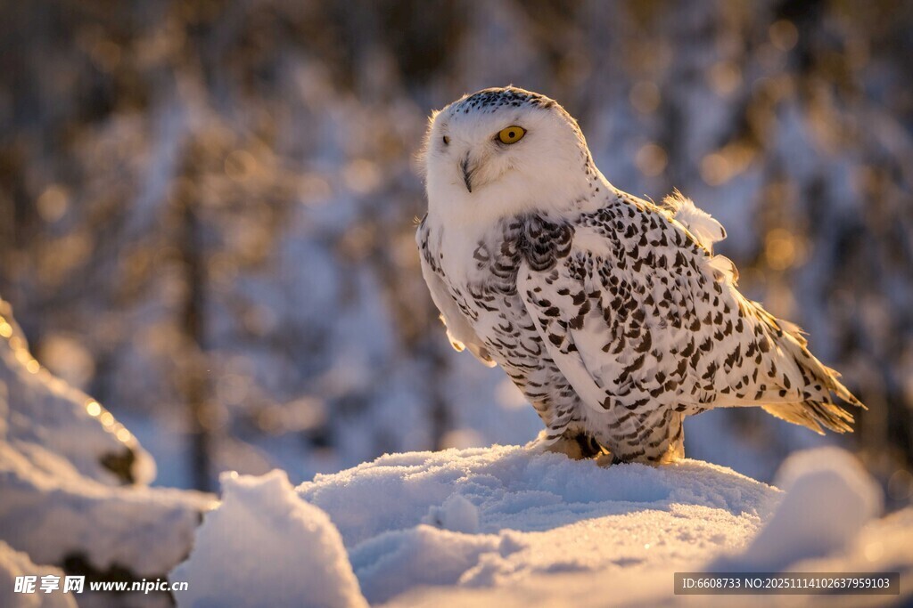 雪地中的优雅雪白猫头鹰