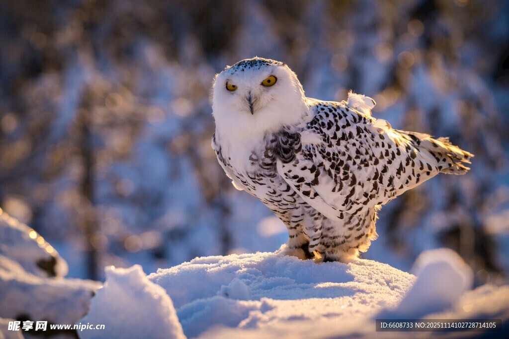 雪地中的猫头鹰