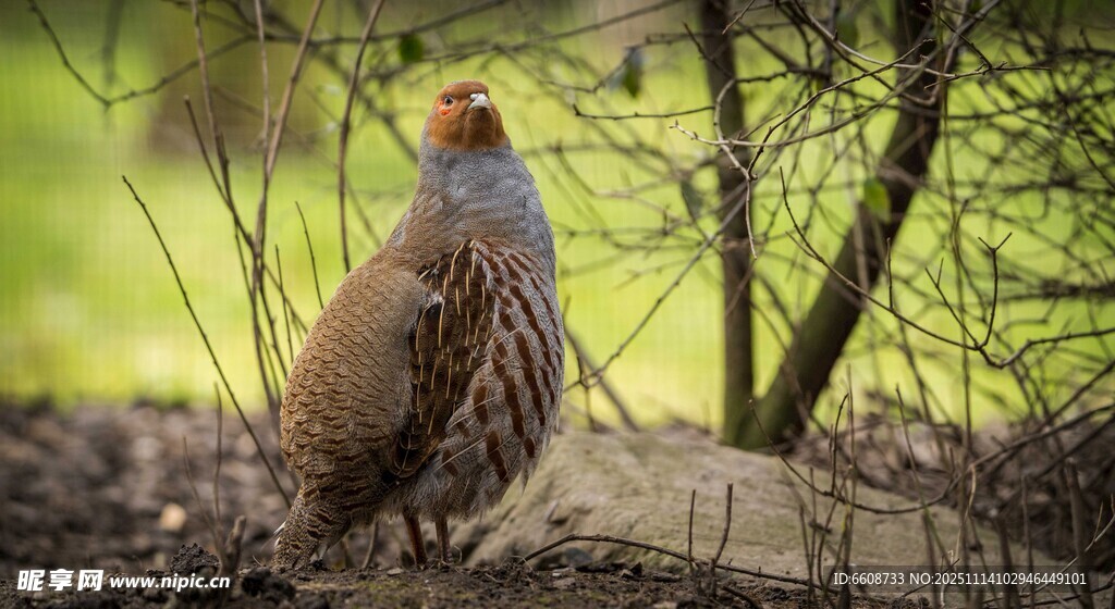 田野中的美丽鹌鹑