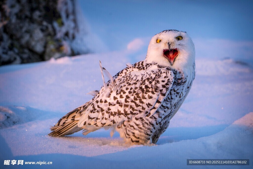 雪地中张嘴的斑点猫头鹰