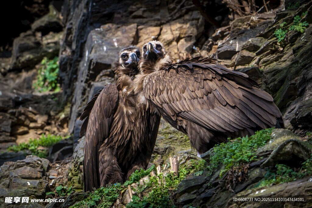 峭壁上的雏鹫与守护成鸟