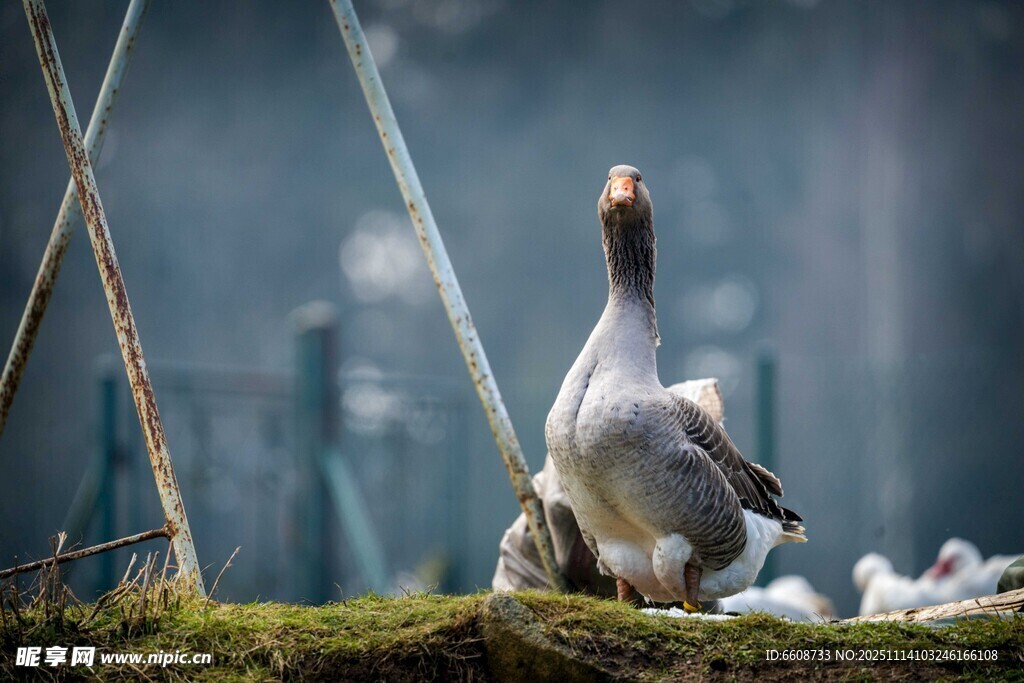 雪地中站立的灰鹅与幼崽