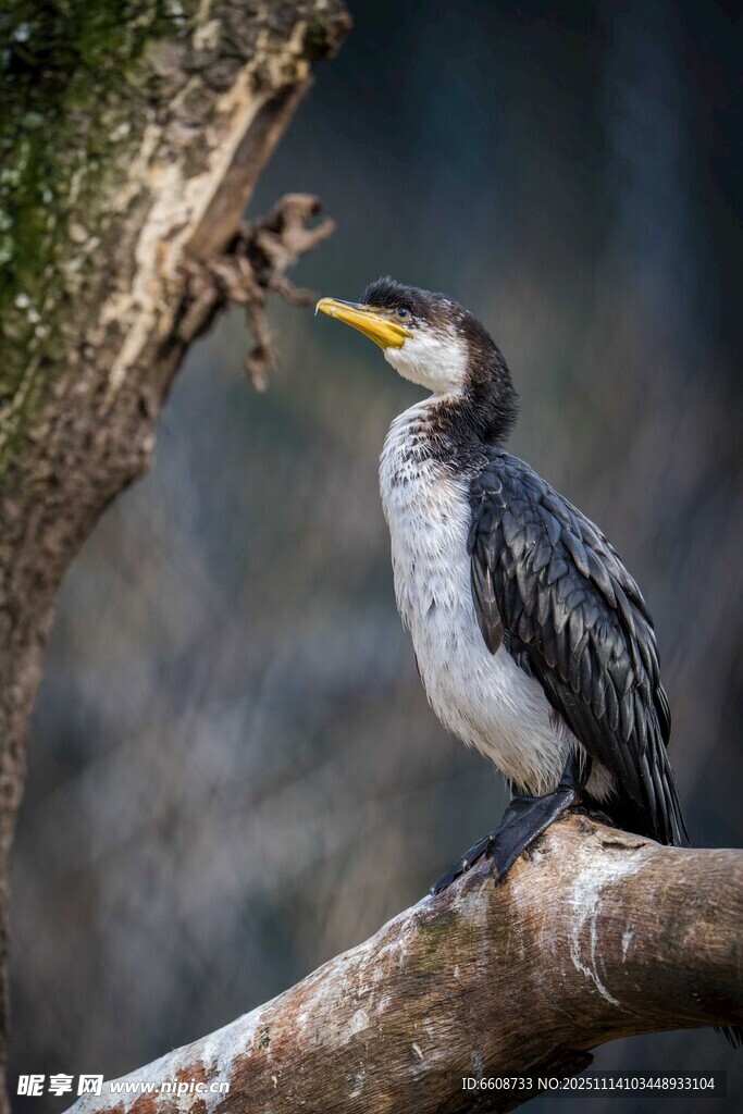 枝头鸬鹚目光专注