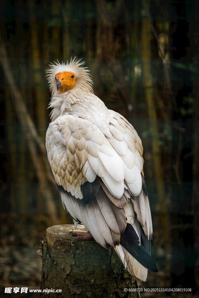 白兀鹫侧立岩石