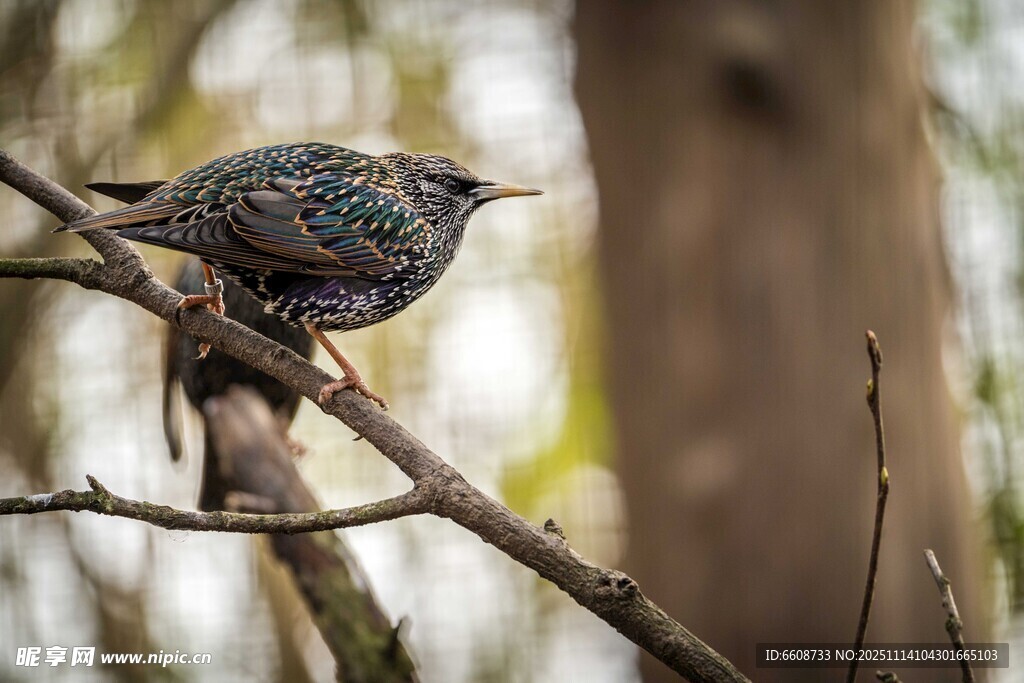 枝头栖息的斑斓小鸟