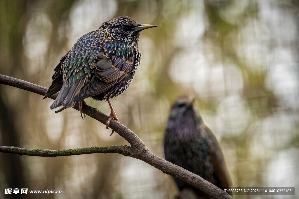 树枝上的两只多彩小鸟