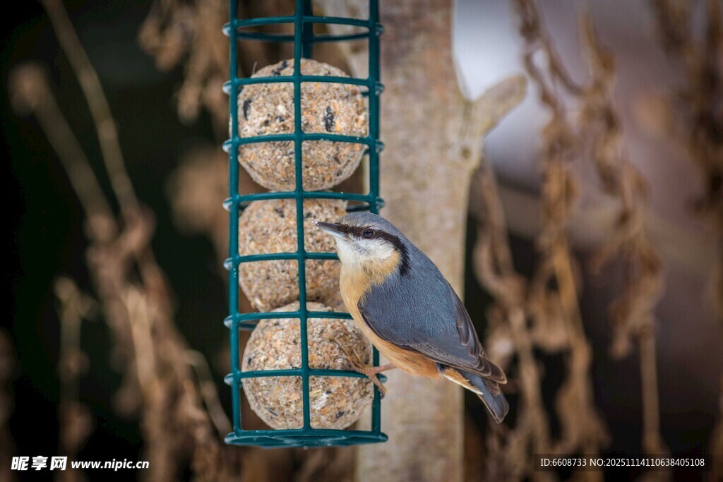 小鸟立于喂食器上