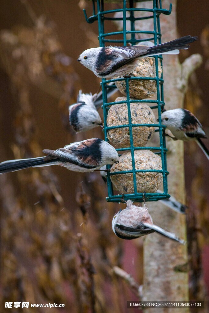 鸟儿聚集在喂食器上进食