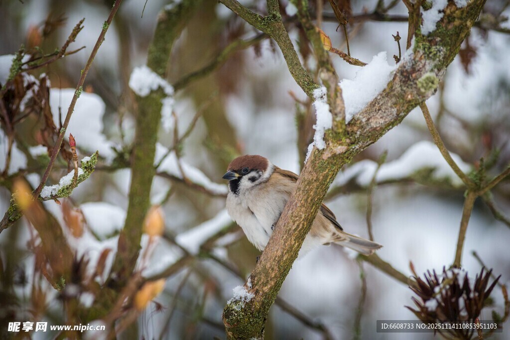 枝头小鸟雪景图