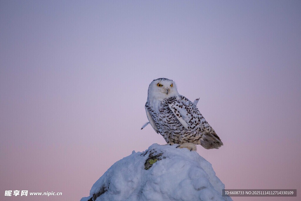 雪鸮立于石上的静谧瞬间
