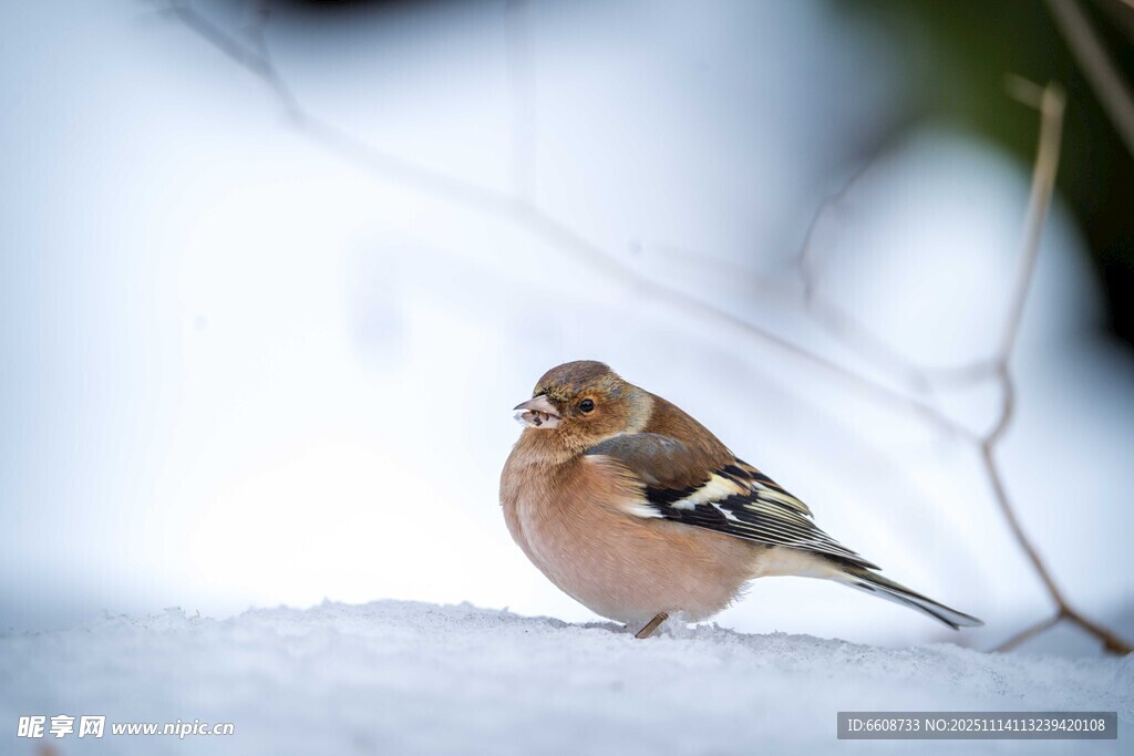 雪地上的雀鸟