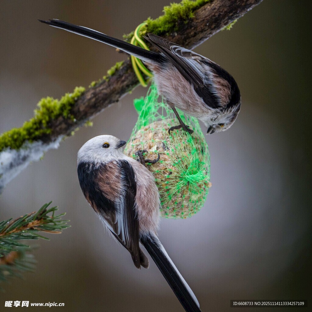 银喉长尾山雀筑巢瞬间