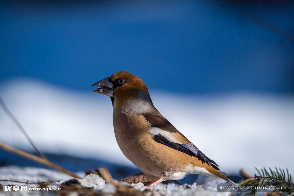 雪地中的锡嘴雀