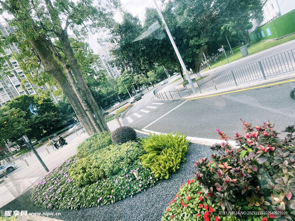城市街边绿植