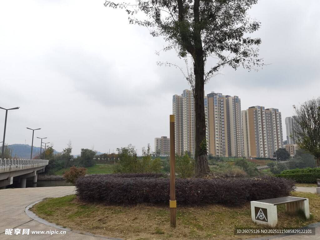 城市公园中的树木与高楼