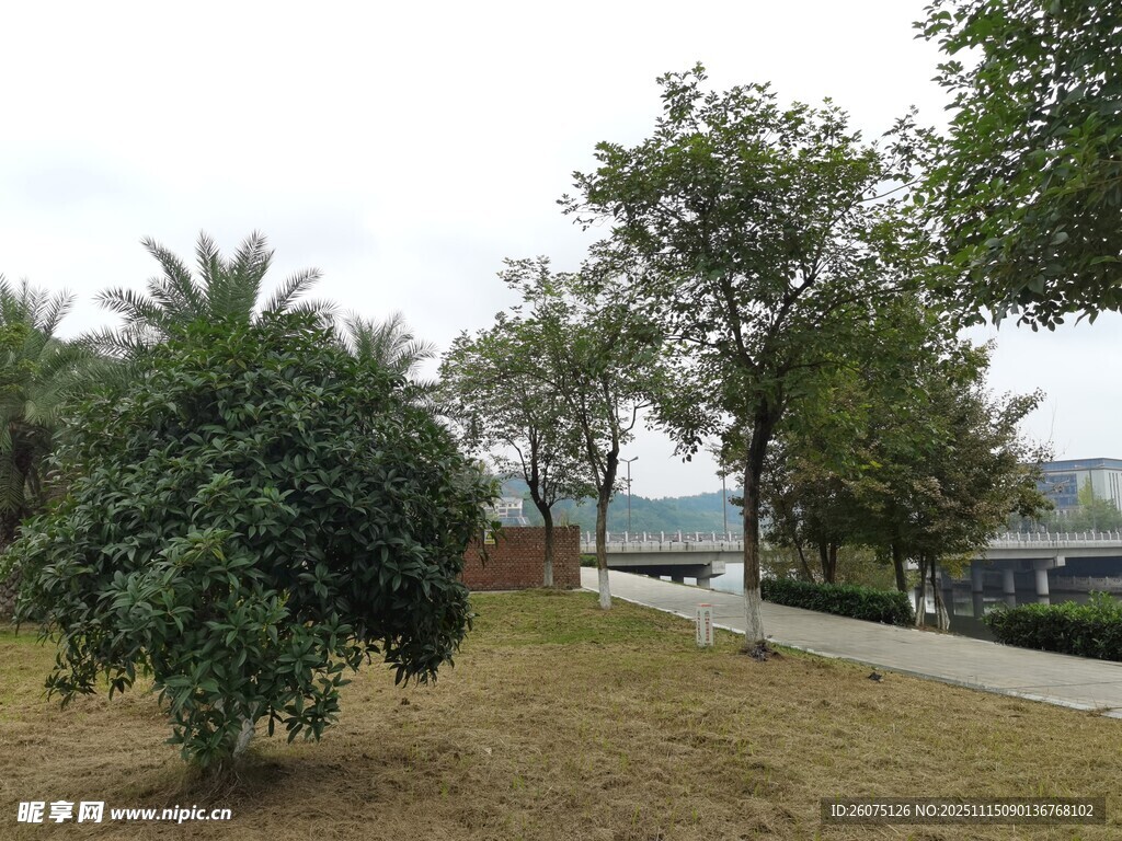 公园绿植与湖边小路景致