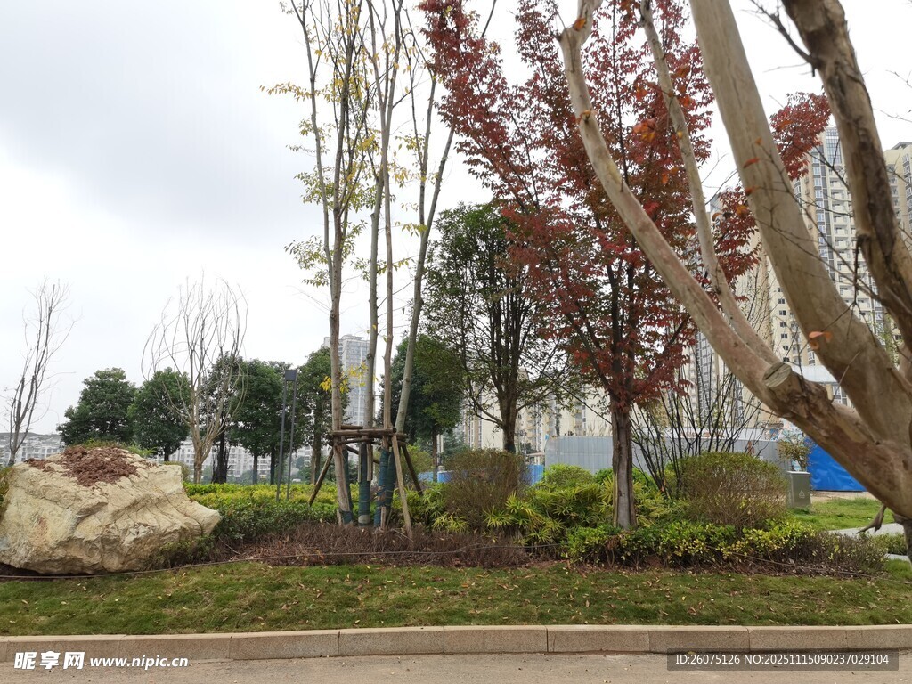 户外园林景观树木场景