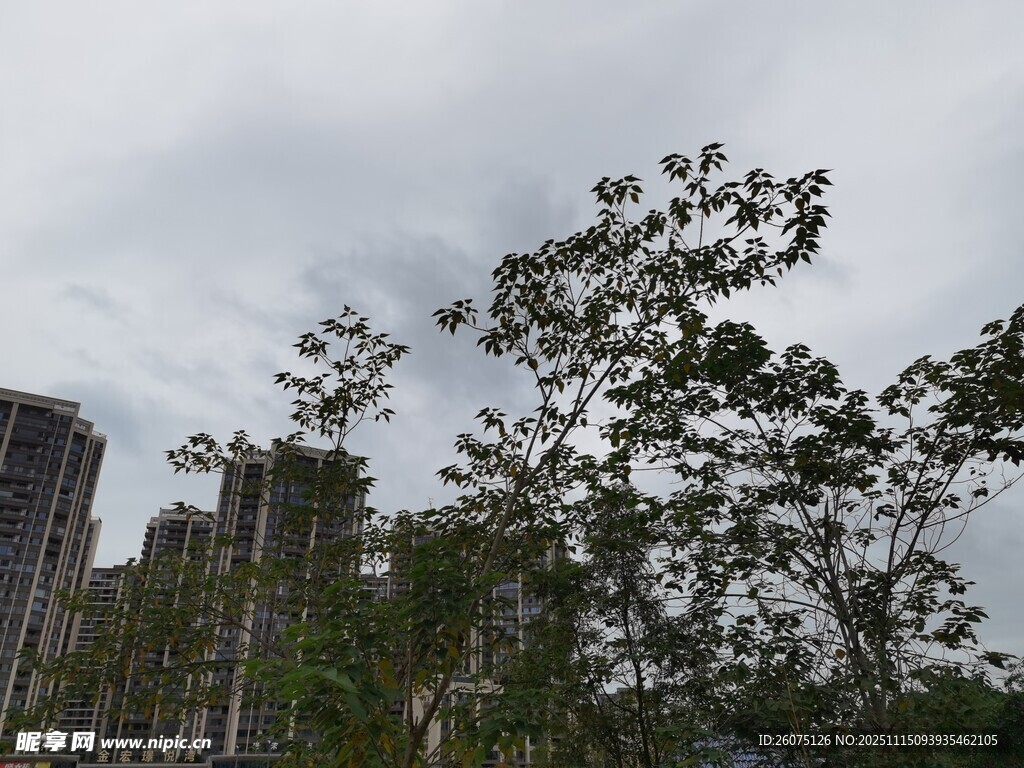 城市中的绿树与高楼景观