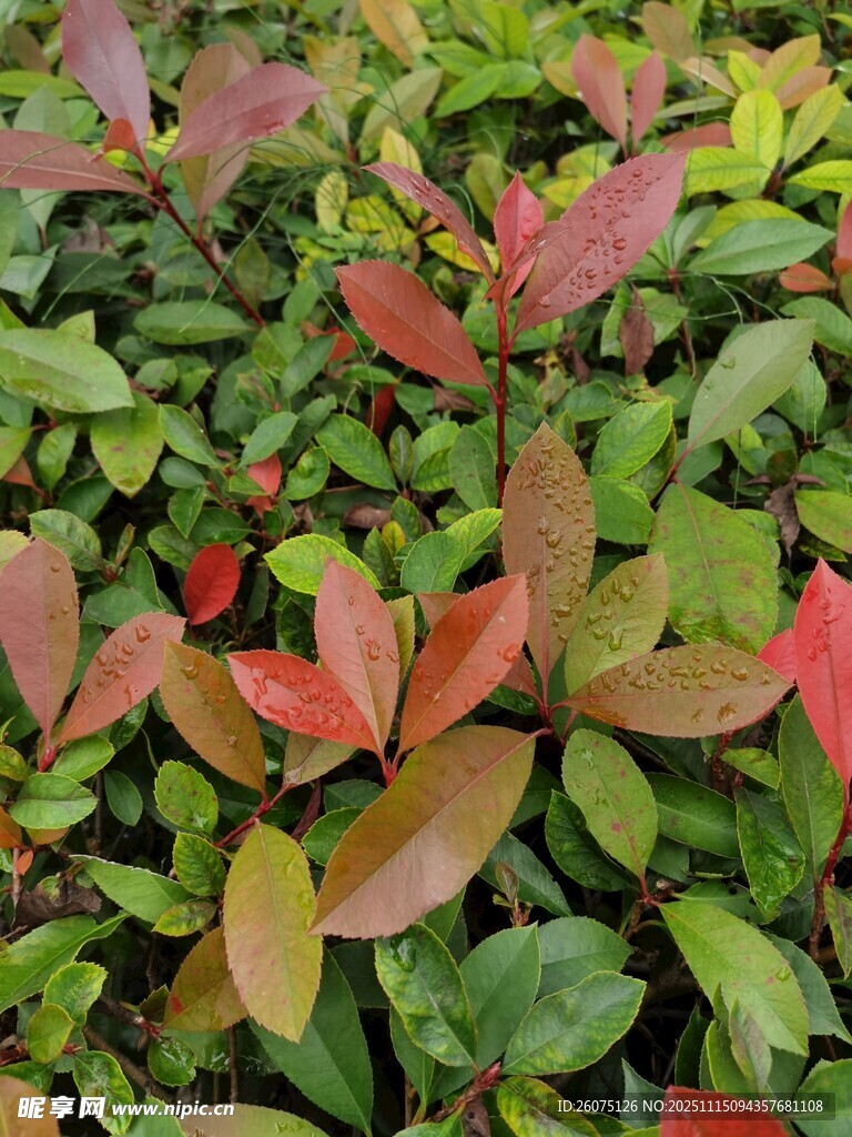 多彩叶片植物景观
