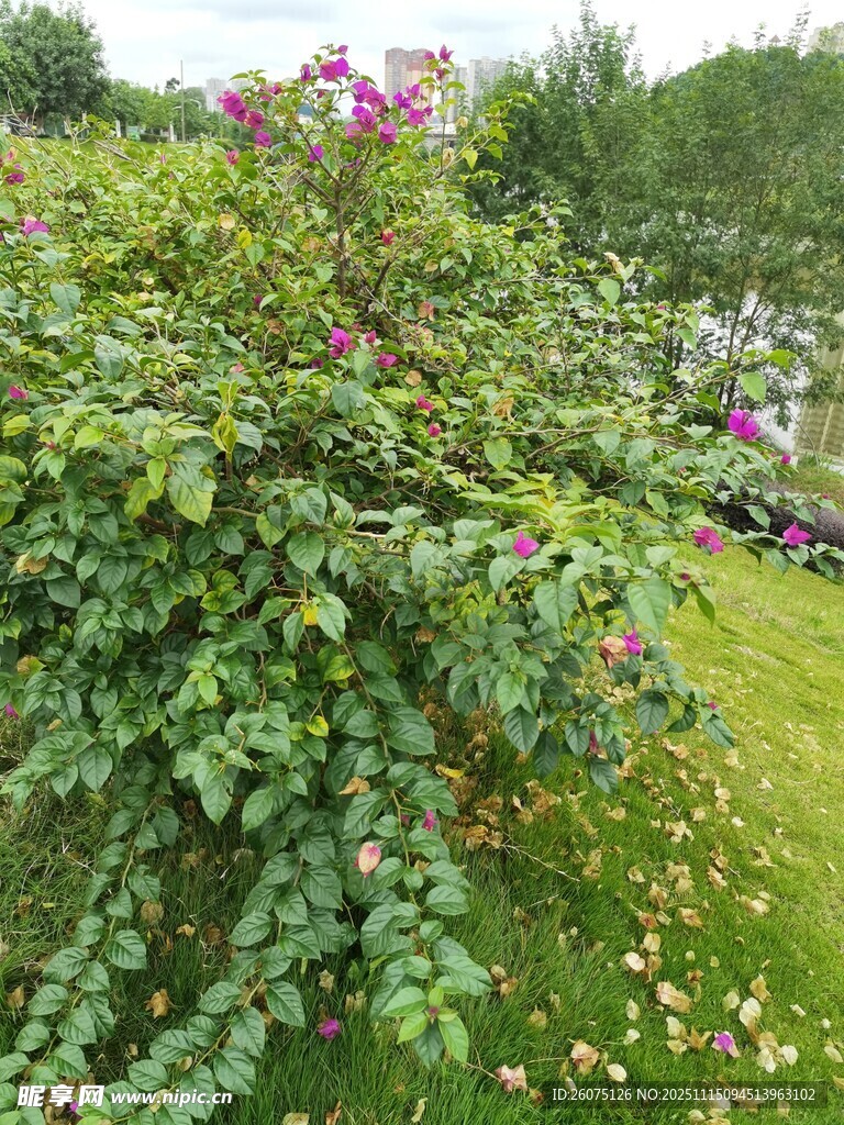 花园中繁茂的紫色花卉